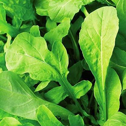 CYBEXIS TLX-75 - Arugula Astro - (250 Seeds) Seed