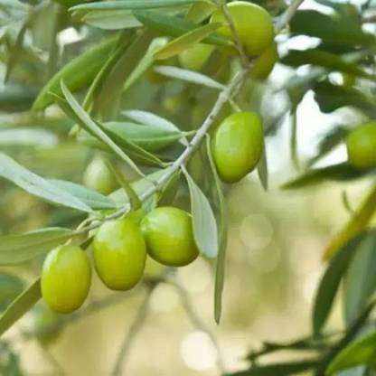 Aro Pear Seed