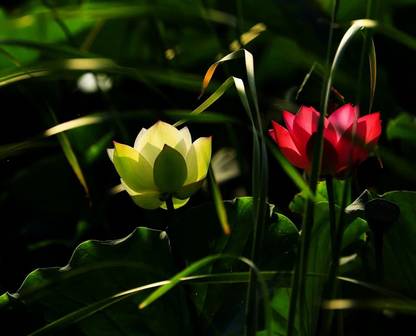 VibeX ® RXI-103 Viable Aquatic Water Lily Seeds Seed