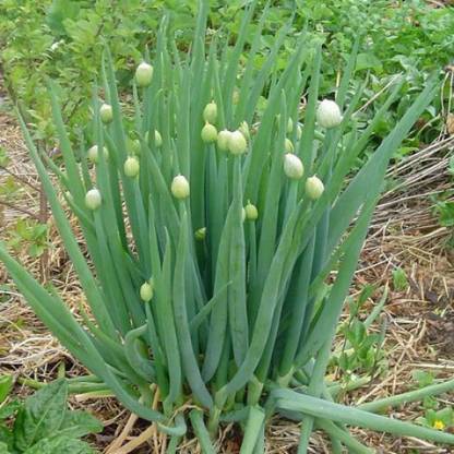 CYBEXIS LX-30 - Green Welsh Onion Bunching - (4500 Seeds) Seed