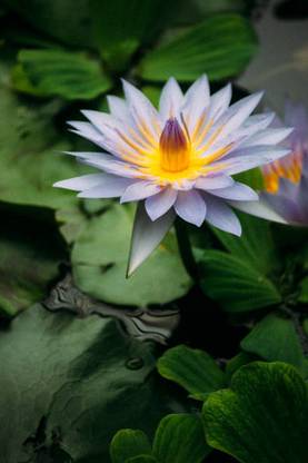 LASMA Lotus Seed