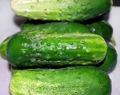 VibeX ® VXI-440 Non-GMO Pickling Cucumber Seeds Seed