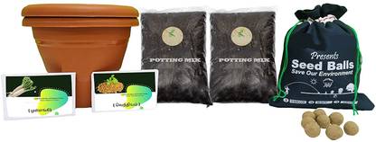 Quinergys Radish Seed