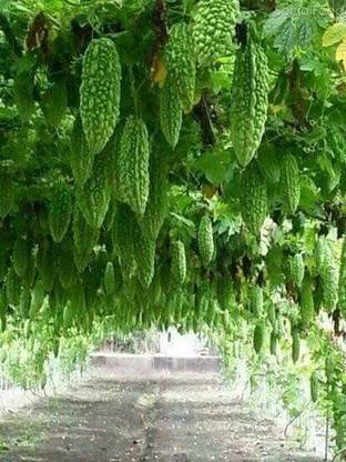 SREE Korola, Karela, Uccha Seed