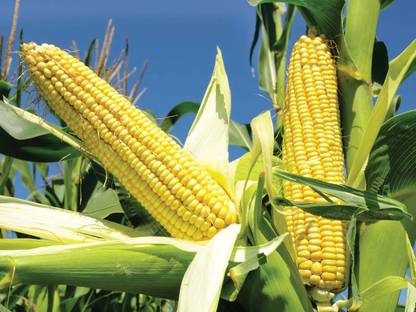 MSG Popcorn, Vutta Seed