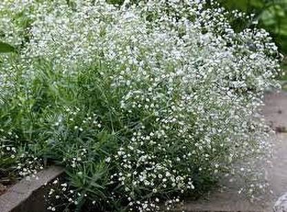 ACCELCROP Gypsophila Gypsy Deep Rose Flower Seed