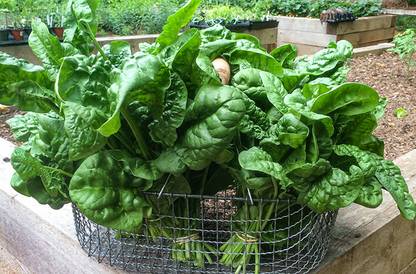 Pahadi UGAAO Palak or Spinach Vegetable Seeds Green, Pack of 10 g Seed