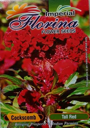 Florian Cockscomb flower plant seeds Seed