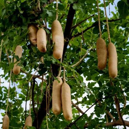SHOP 360 GARDEN Kigelia Pinnata, Sausage tree, Sivakundalam, Balam Kheera Tree Seeds for Growing Seed