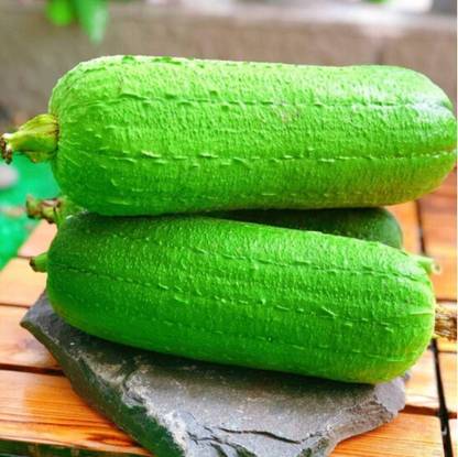 KNESSiN ACT-12 Spong Gourd Short Thick Seed
