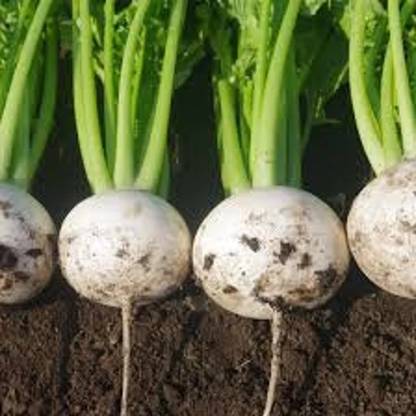YEH Shalgam/Shalgum/Turnip Plant Seed