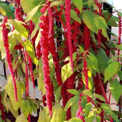 KANAYA Amaranthus Flower Seed