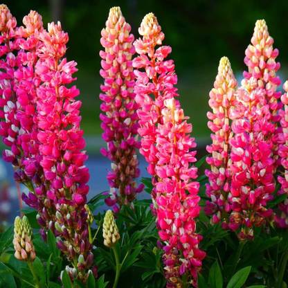 JRYU Lupin Flower f1 Hybrid Seeds Seed