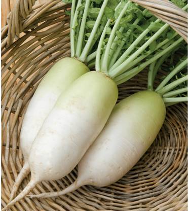 VINTI (Mooli) Vegetable (मूली के बीज) Seed