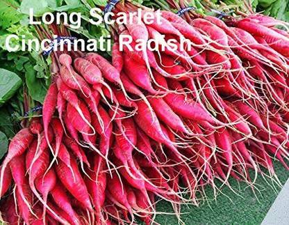 VibeX NBIR-25 - Long Scarlet Cincinnati Radish - (250 Seeds) Seed