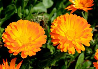 Platis Orange Calendula Seed
