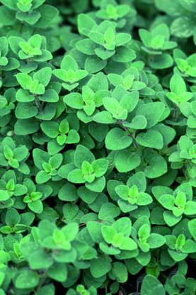 PROWSEED Oregano Cleopatra Seed