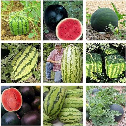 BDSresolve Watermelon seeds f1 hybrid PACK OF 70 Seed