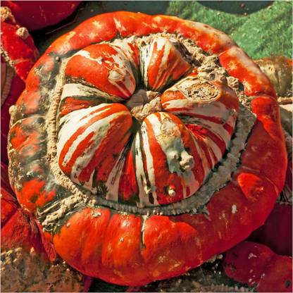 Biosnyg QCO-13 Turks Turban Winter Squash (Cucurbita Maxima)-[400 Seeds] Seed