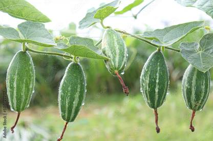 EcoFusion parwal seeds, pointed gourd seeds Seed