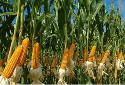 HYBRID 500g, Hybrid maize makka corn seeds highest yield Verity Seed