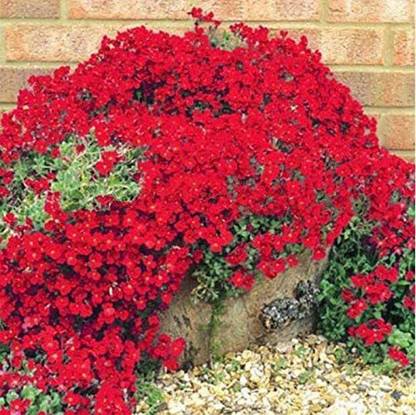 VibeX ® XXL-186 Magic Carpet Creeping Thyme Seed