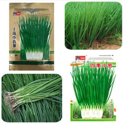 CYBEXIS Original Shanghai Chives700 Seeds Seed