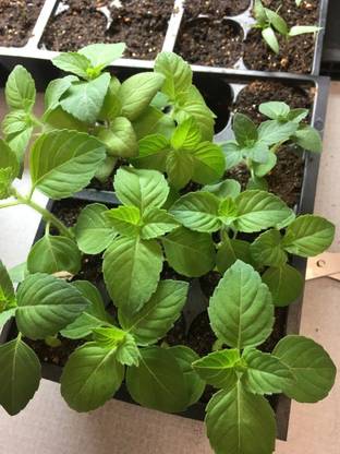 VibeX ® VMR-53 Basil- Blue Spicc Seed