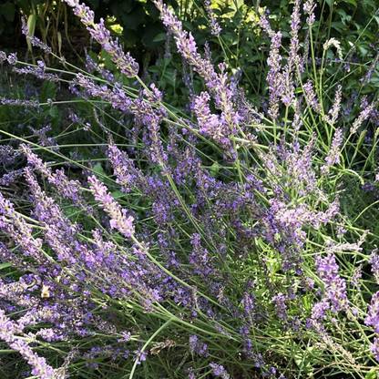 CYBEXIS VVI-72 - Lavender (Lavendula angustifolia) - (750 Seeds) Seed