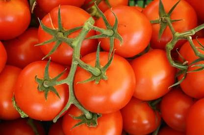 Mozette Organic Roma tomato Seed
