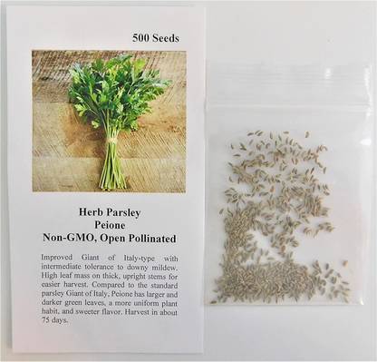 VibeX TLX-24 - Herb Parsley Peione - (250 Seeds) Seed
