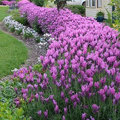 VibeX ATS-50 - Lavandula Anuk French Lavender - (250 Seeds) Seed