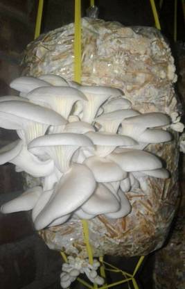 Green Garden Oyster Mushroom Spawn, 750 gm. Spawn With 4 Polybag, Edible CO2 Variety Seed