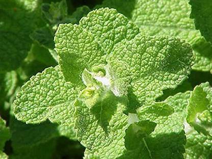 CYBEXIS PAU-96 - Apple Mint Mentha Rotundifolia - (150 Seeds) Seed