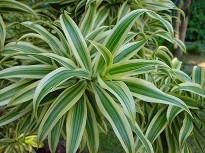 Kapebonavista Dracaena reflexa variegata song of India live plant Seed