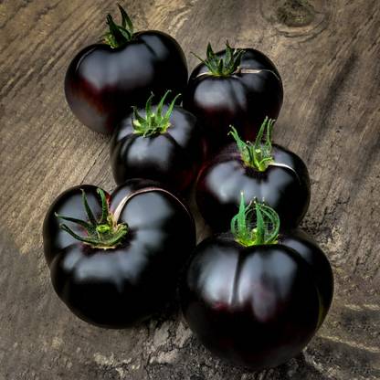 DHENU PRASAD 1950 F1 Hybrid Round Black Tomato Seed