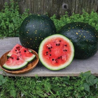 EMKOT Moon and Stars (Organic Watermelon Seed) Seed