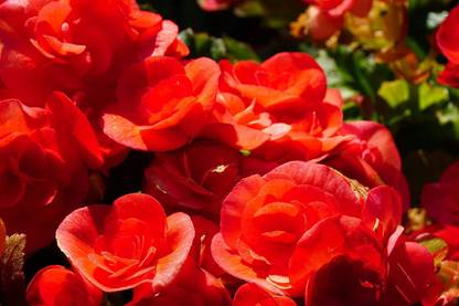 VibeX KGF -71 - Begonia Scarlet Mocha - (30 Seeds) Seed