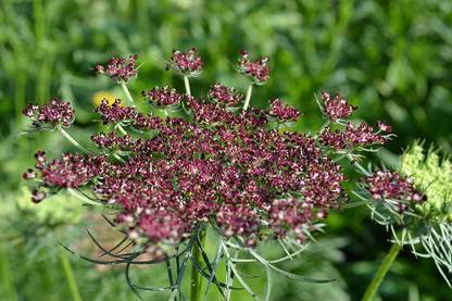 VibeX LXI-39 - False Queen Anne's Lace Bishop's Weed - (540 Seeds) Seed