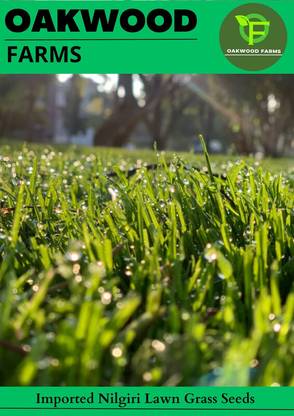 Oakwood Farms Imported Nilgiri Lawn Grass Seeds For Playground &, Lawn Seed