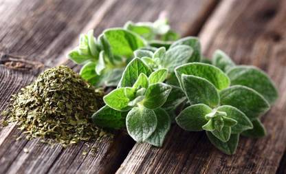 VibeX TLX-58 - Italian Oregano (origanum vulgare) - (150 Seeds) Seed