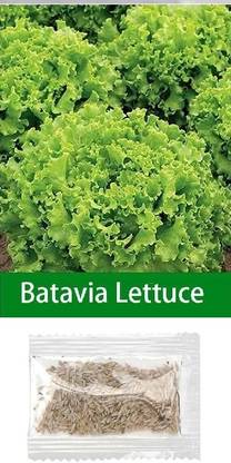 Quentova Batavia Lettuce 0.5gm Seed