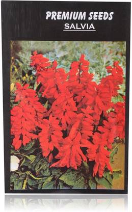 CYBEXIS SALVIA coccinea Lady in Red Seed
