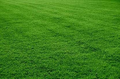 Mozette Exotic lawngrass Seed