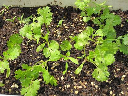 CYBEXIS XL-63 - Herb Cilantro Calypso - (250 Seeds) Seed