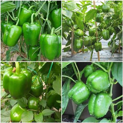 Arshiayat Capcicum vegetable seeds Seed