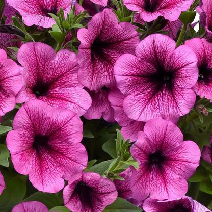 CYBEXIS GBPUT-61 - Petunia Rose Fusion - (540 Seeds) Seed