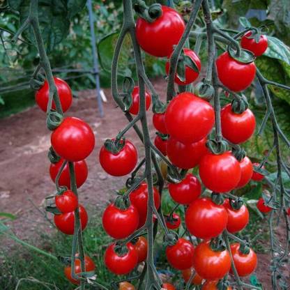 STOY Tomato Sweet Aperitif Seed