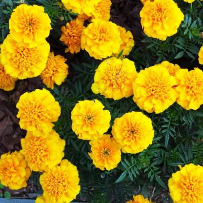 CRGO ® IARI-510 Annual Flowers, Marigold Seed