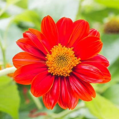 VibeX ® XLR-208 Mexican Sunflower Red Flower Seed Seed
